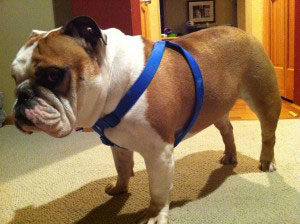 The Bulldog Companies Mascot